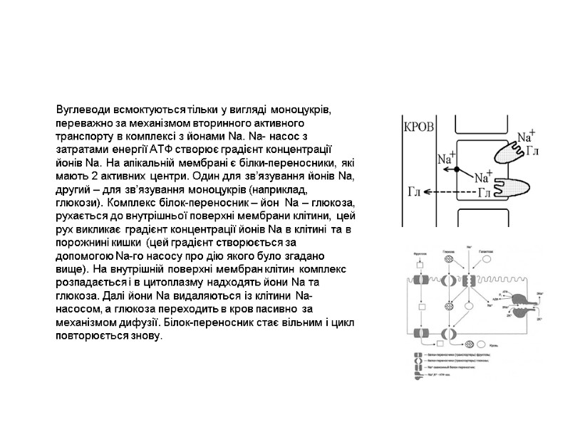 Вуглеводи всмоктуються тільки у вигляді моноцукрів, переважно за механізмом вторинного активного транспорту в комплексі